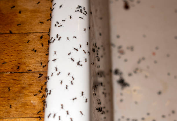 Best Emergency Pest Control  in Bushland, TX