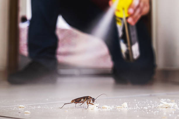 Best Rodent Control Near Me  in Bushland, TX